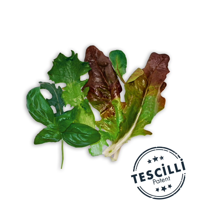 Deniz Salata (Fesleğenli)